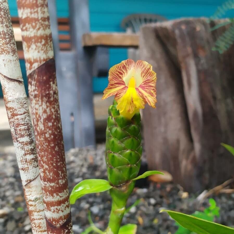 Costus 4