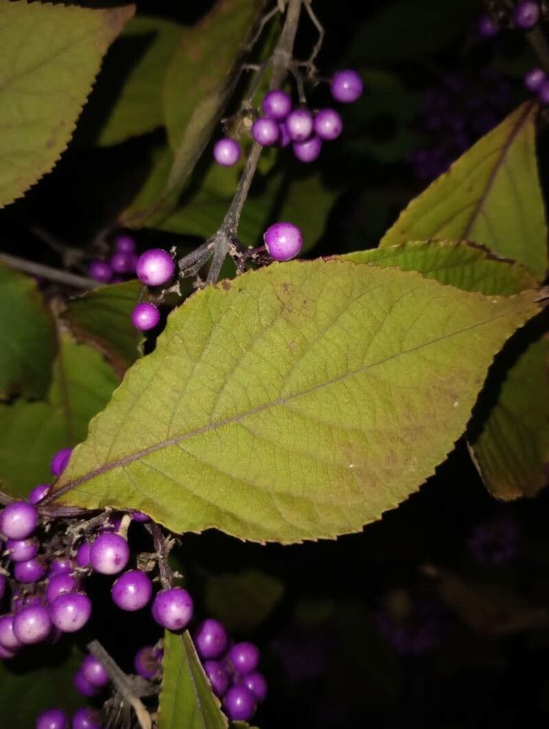 Callicarpa giapponese 19