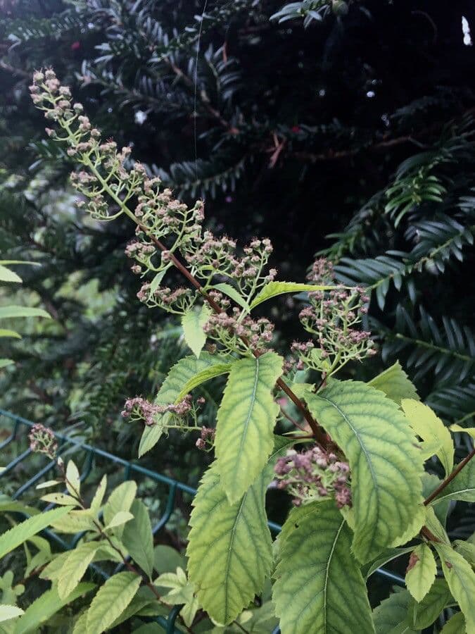 Spirea bianca 4