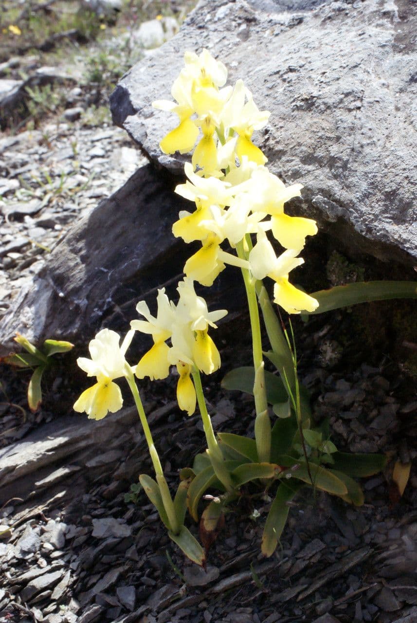 Orchide 9