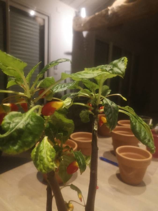 Impatiens 15