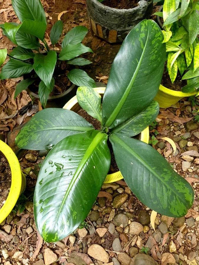 Dieffenbachia
