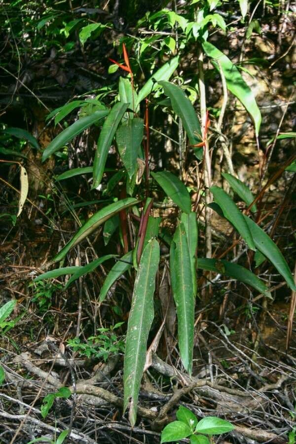 Heliconia 10