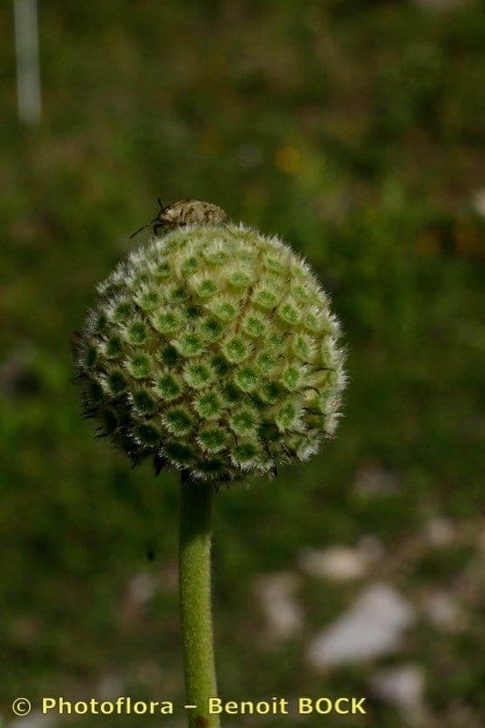 Cephalaria alpina 4