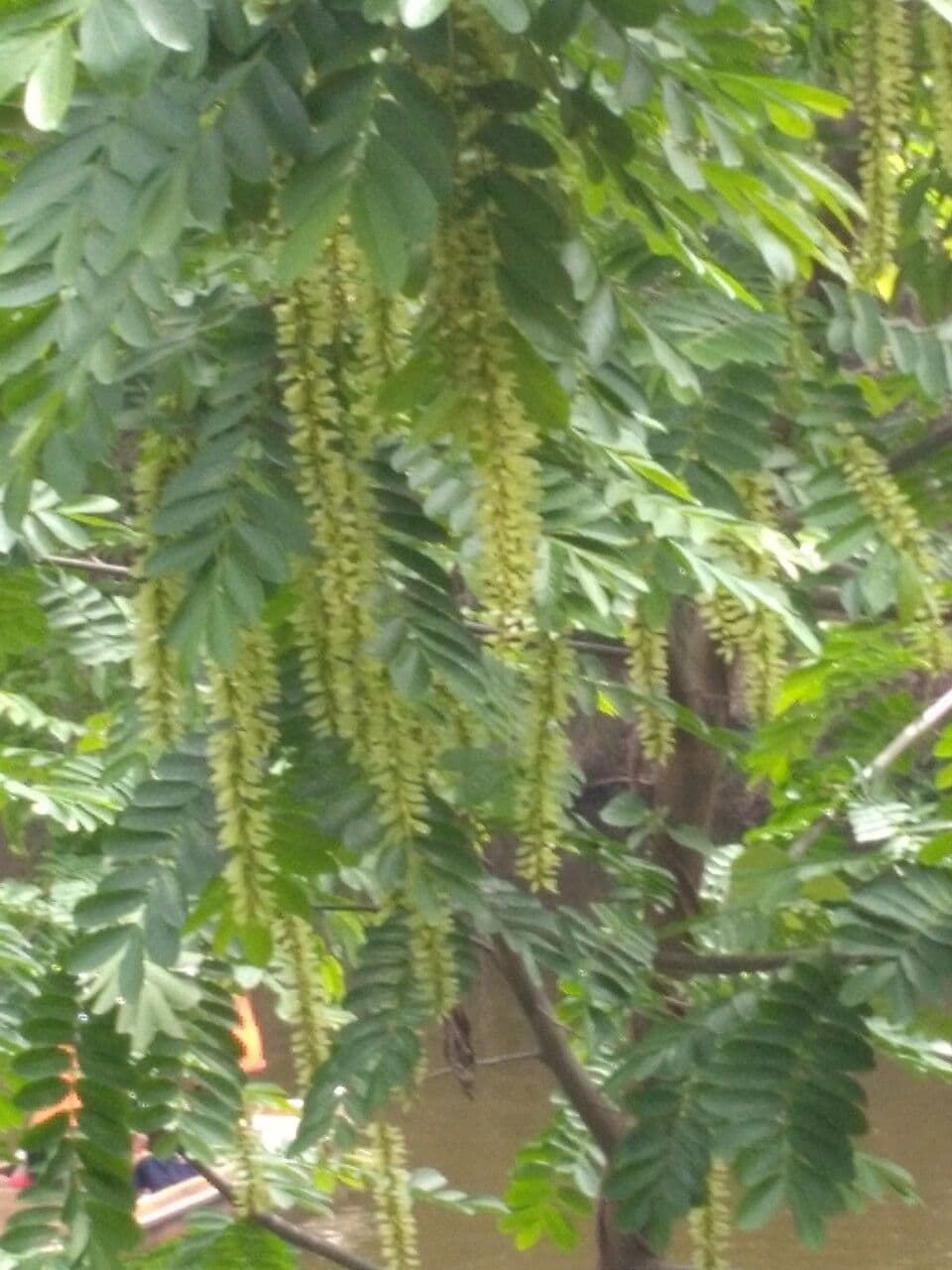 Pterokarya 3