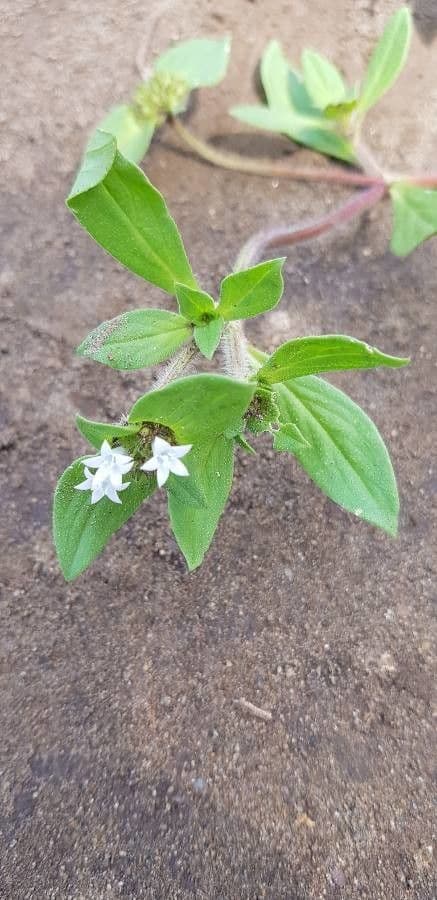 Richardia scabra 16