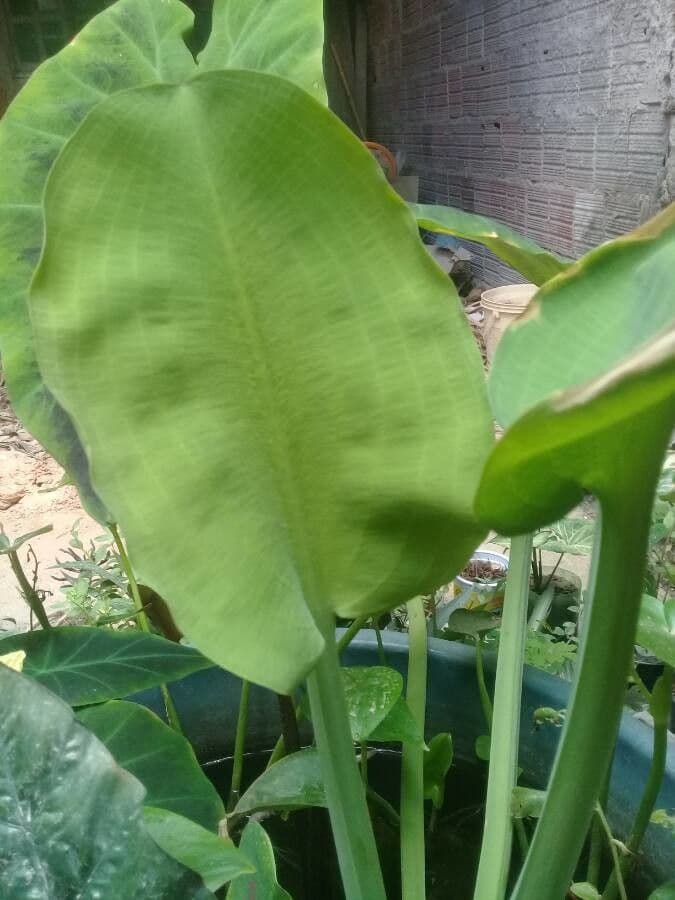 Limnocharis 12