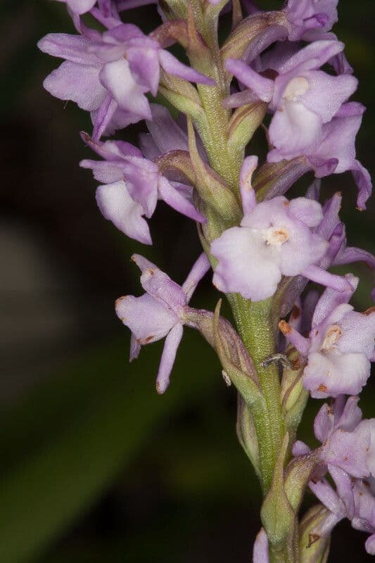 Manina profumata 17