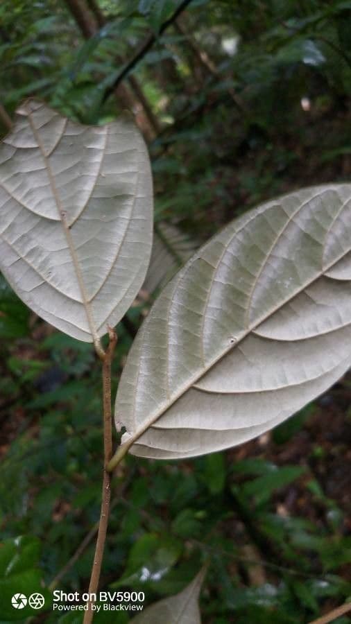 Ocotea 5