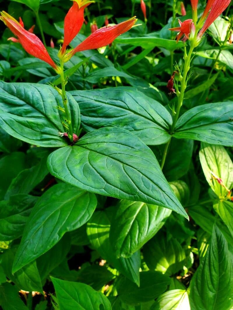 Spigelia 6
