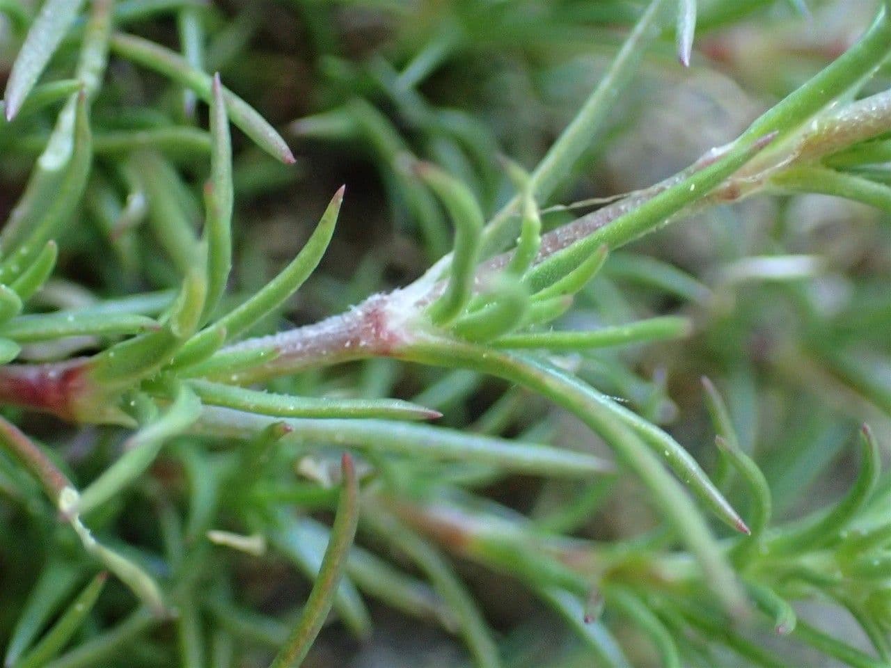 Centonchio perenne 18