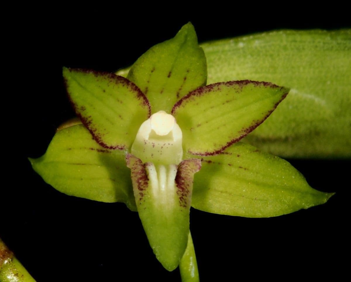 Dendrobium