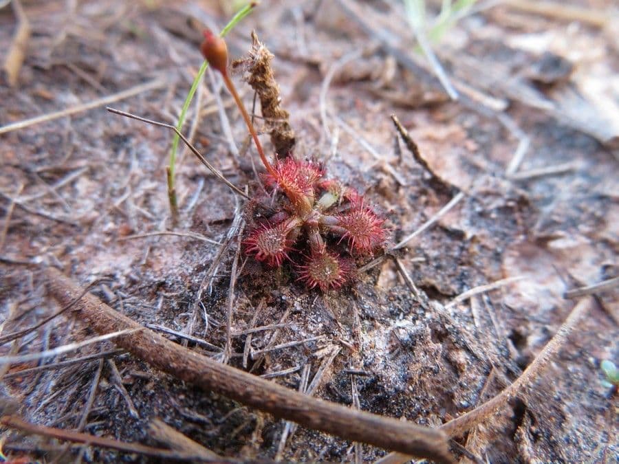 Drosera capillare 7