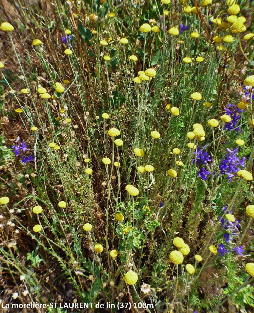 Cotula anthemoides 3
