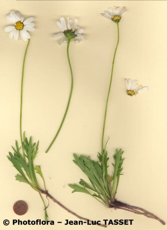 Margherita coronata 8