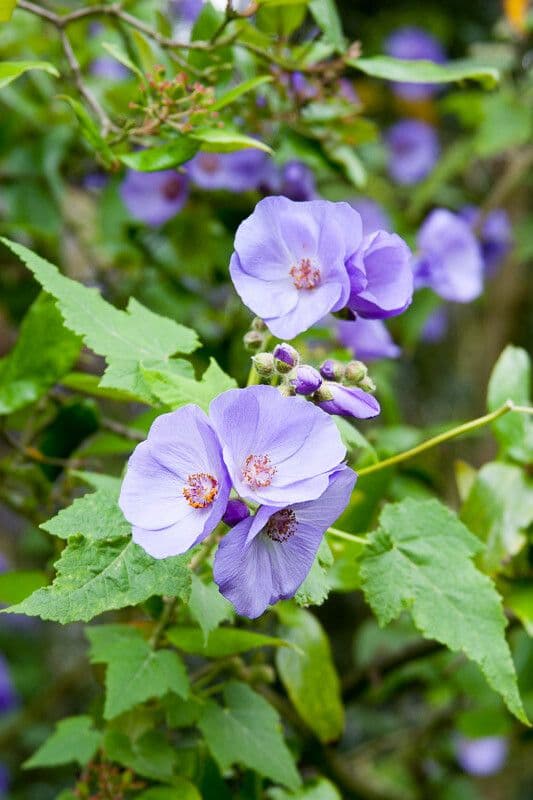 Corynabutilon 4