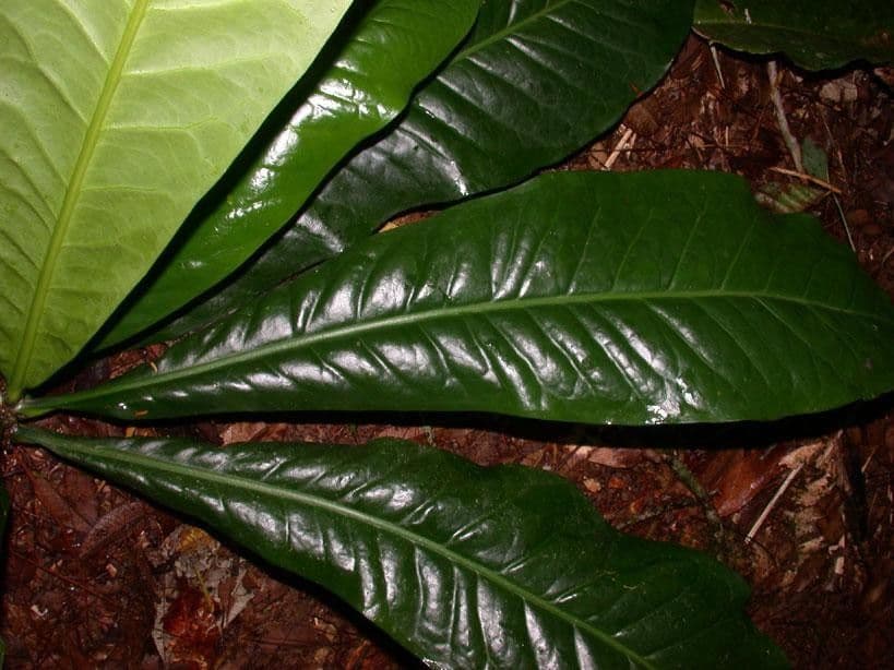 Potalia turbinata 12
