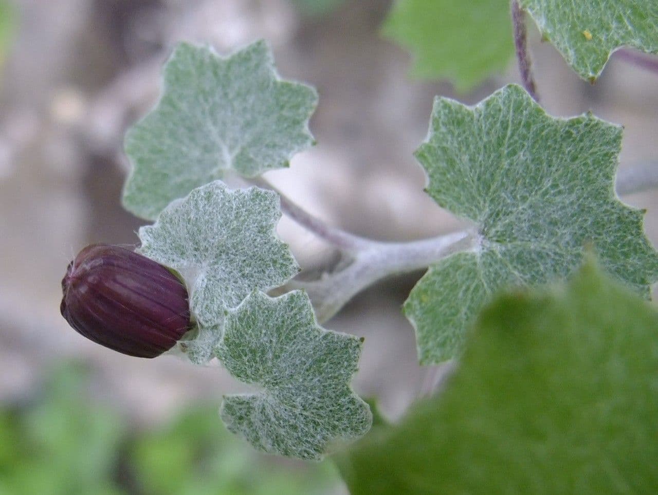 Pericallis 16