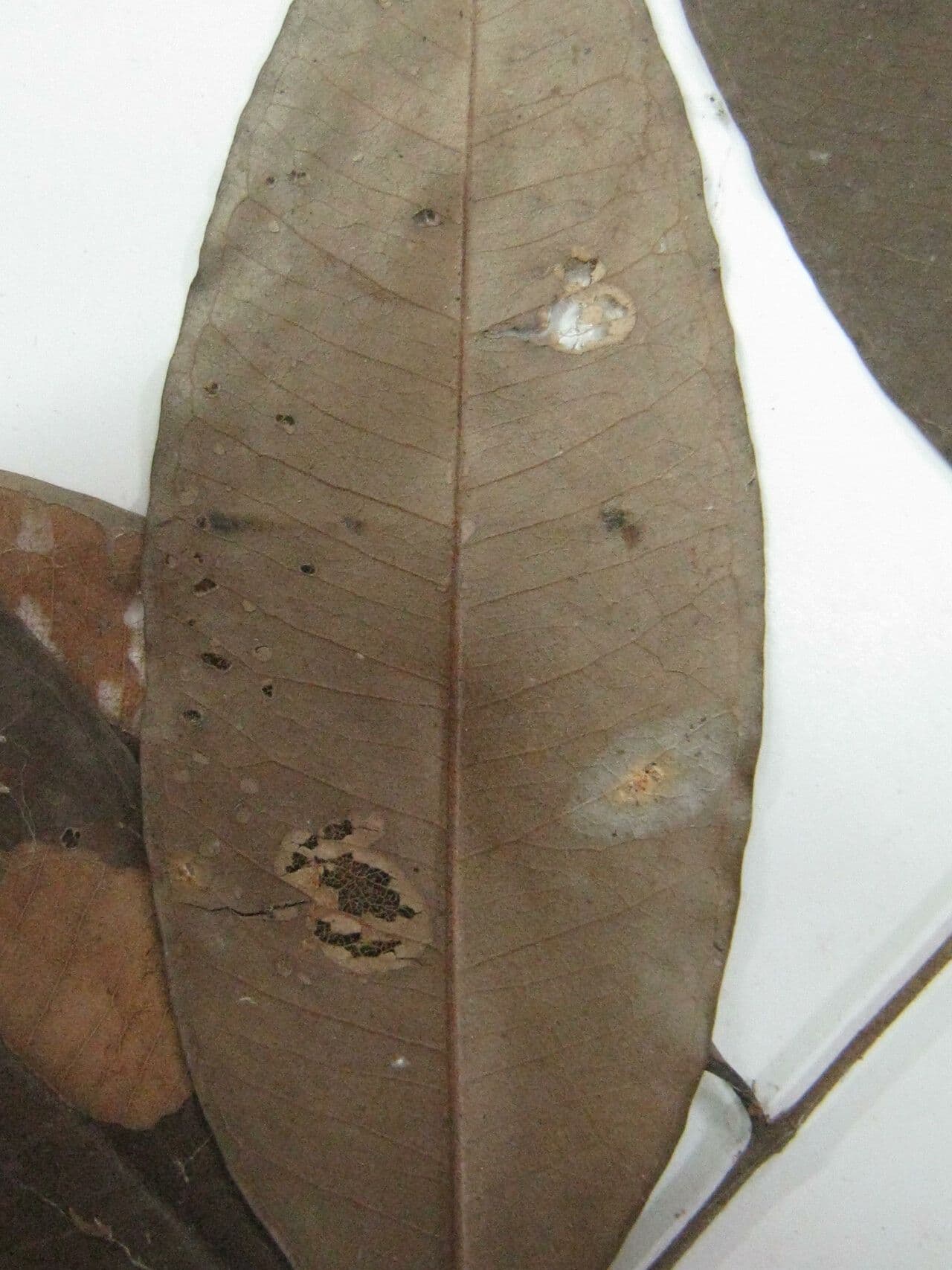 Eugenia 5