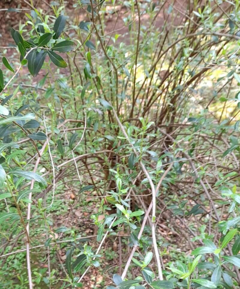 Escallonia
