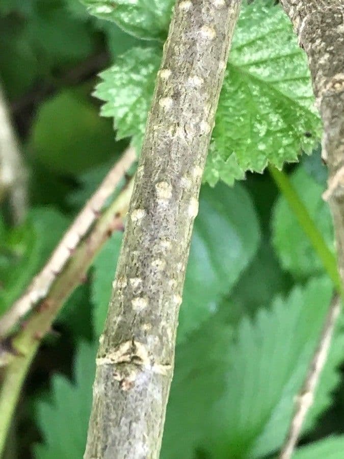 Phygelius 14