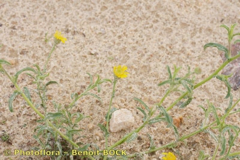 Pulicaria 9