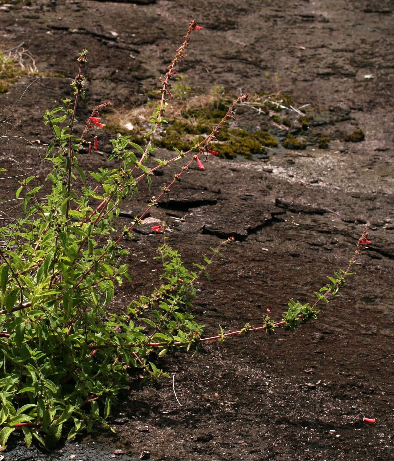 Sinningia incarnata 4