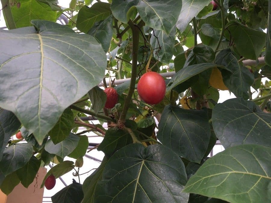 Baumtomate 4