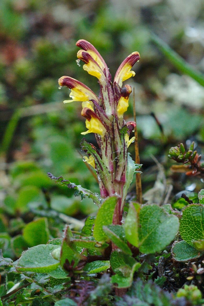 Pedicularis flammea