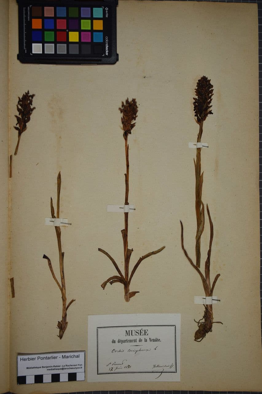 Orchide cimicina 25