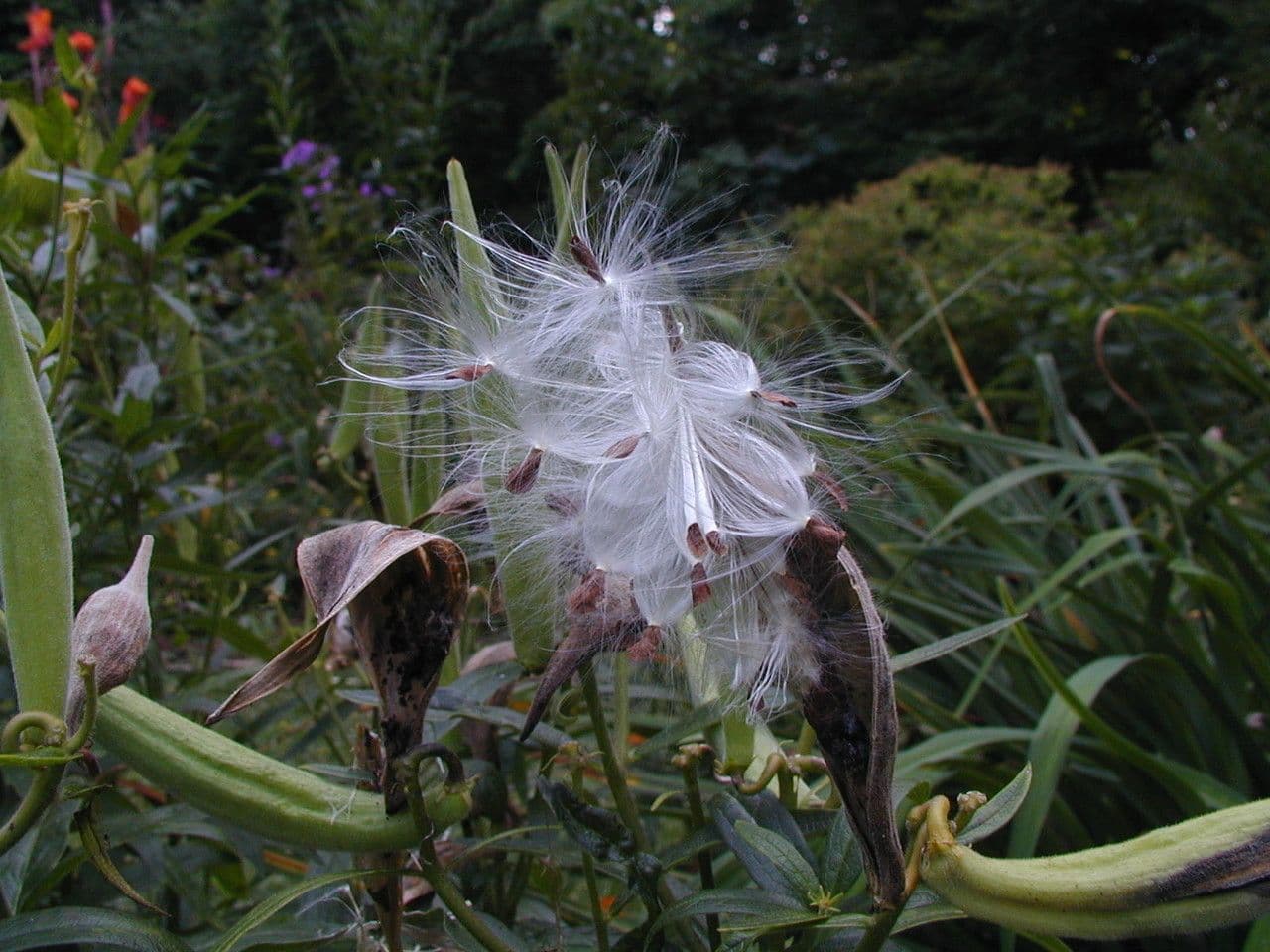 Asclepiade tuberosa 5