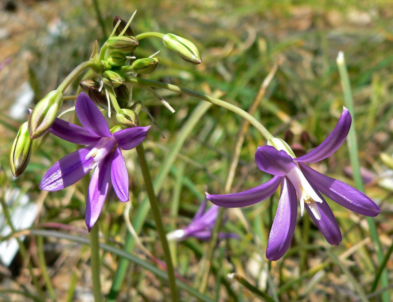 Brodiaea 4