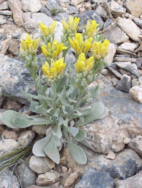 Physaria 10