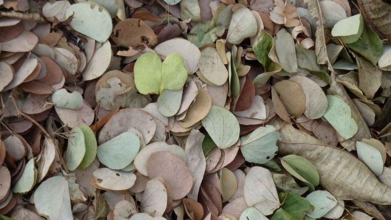 Phyllanthus