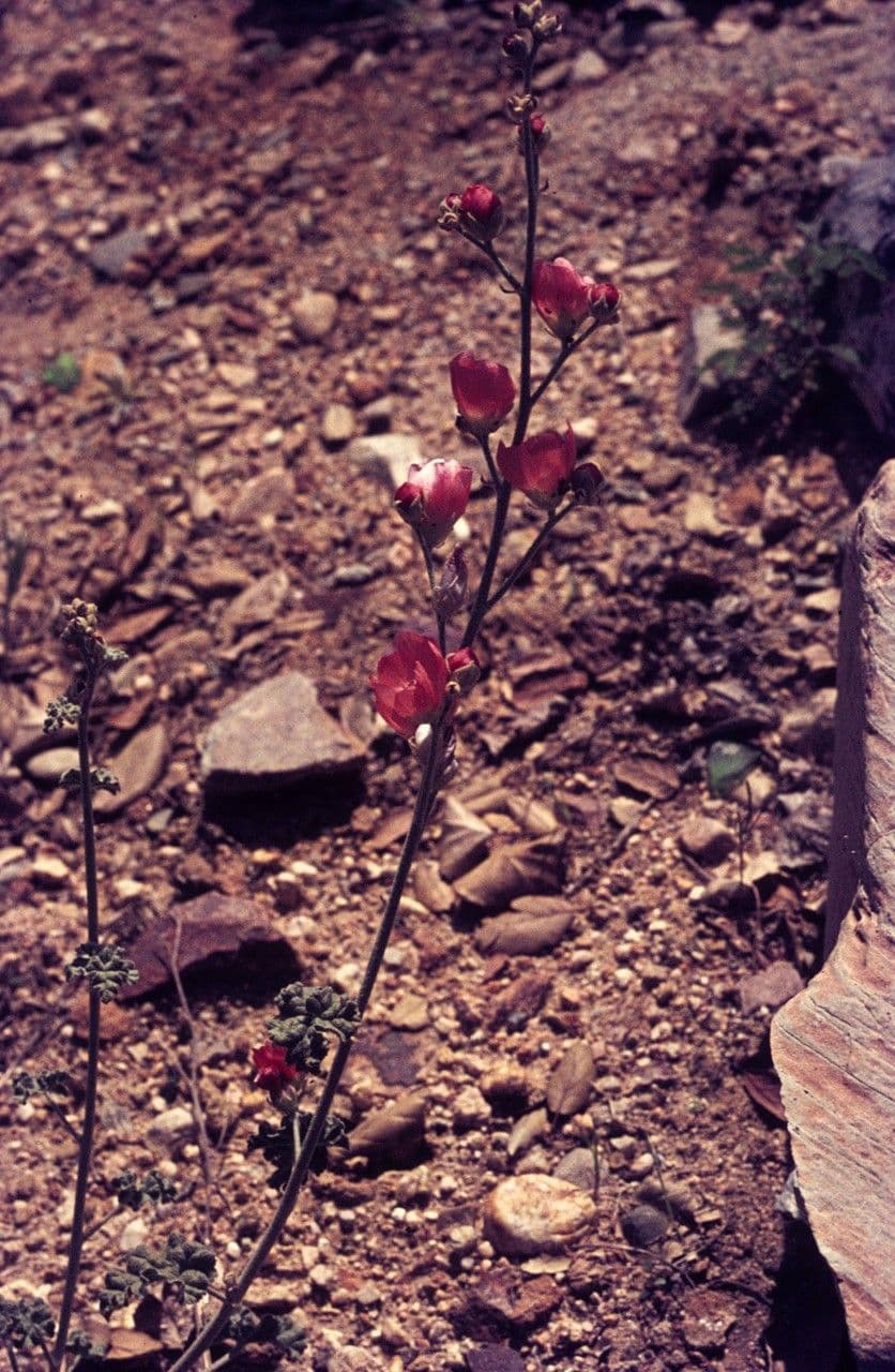 Sphaeralcea di Emory 8