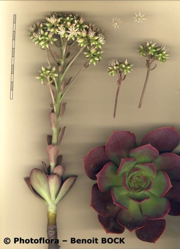 Aeonium 12