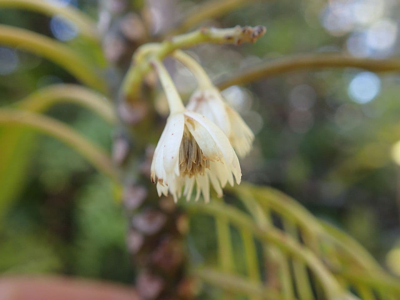 Elaeocarpus 4