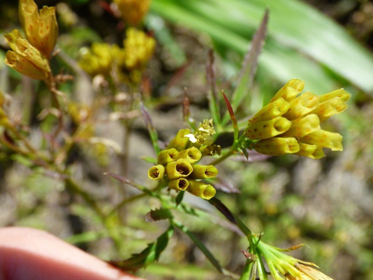 Tagetes minuta 3