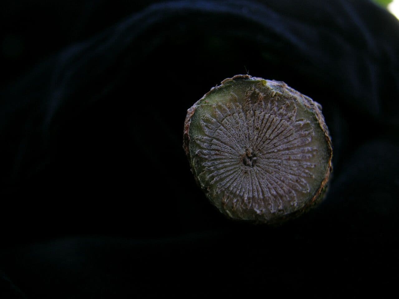 Tetrastigma 2
