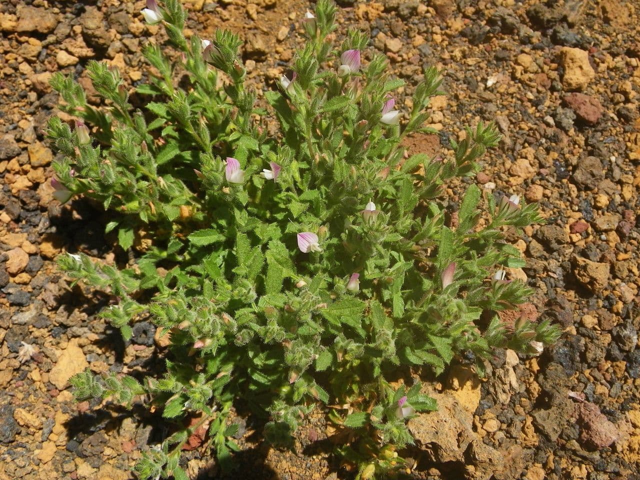 Bugrane diffuse 8