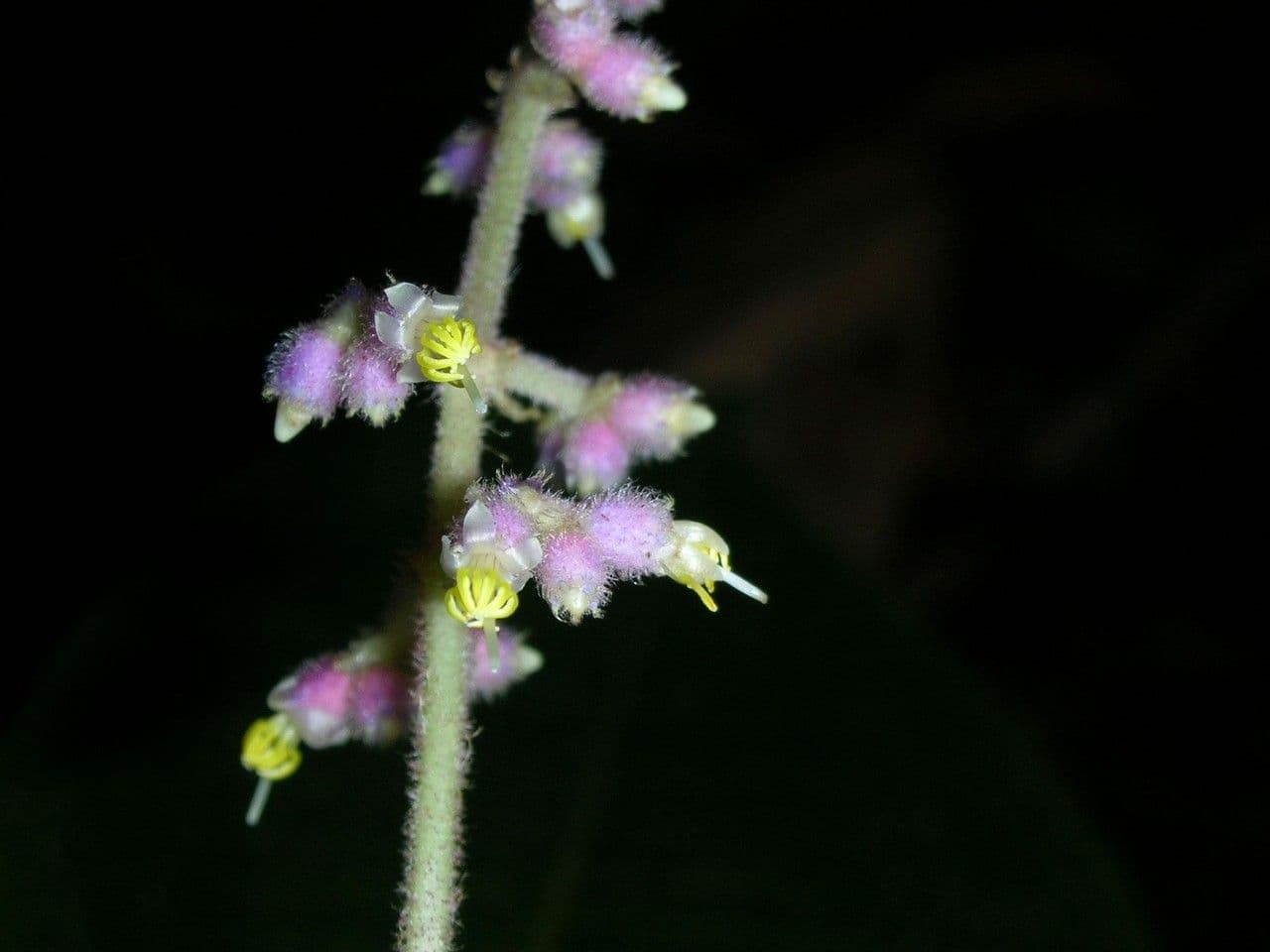 Miconia 14