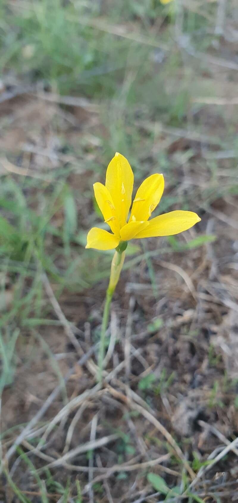 Narciso 3