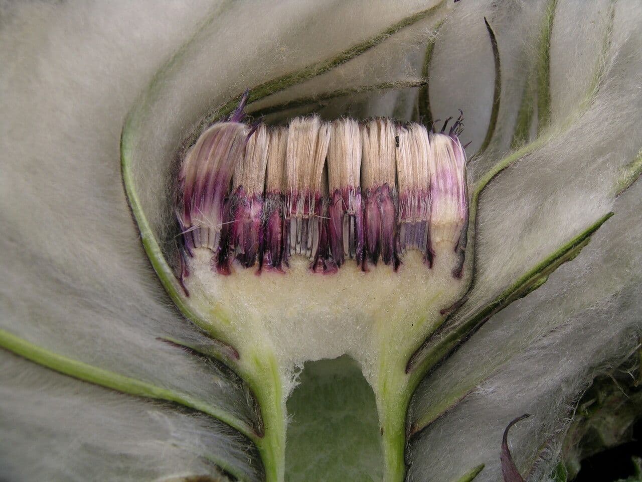 Saussurea 4
