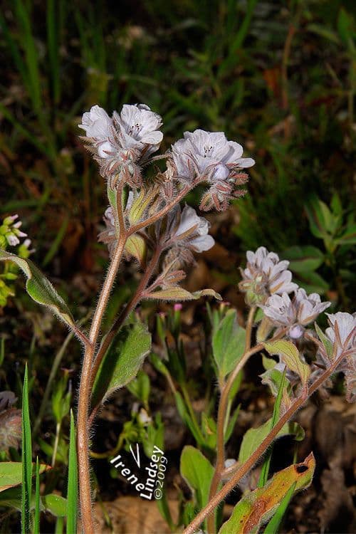 Phacelia 5