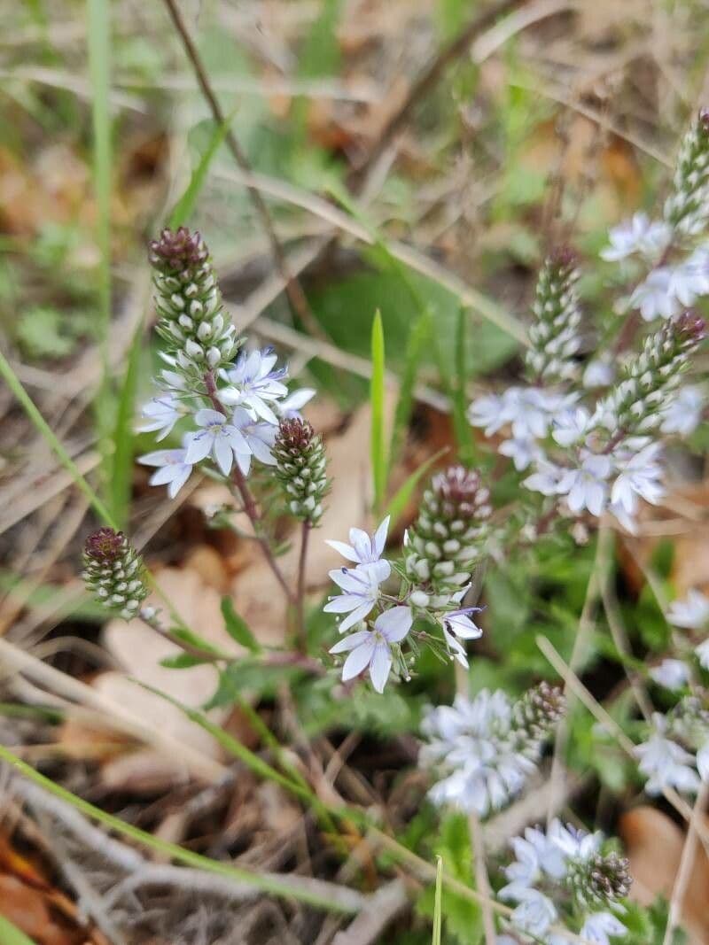 Veronica prostrata 3