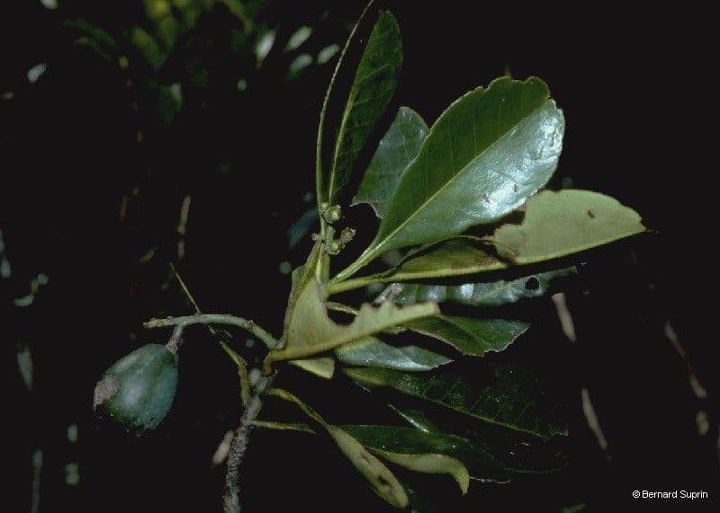 Oncotheca 3