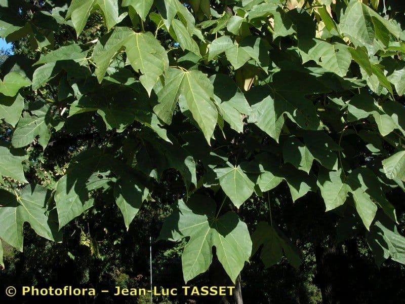 Chinesischer Flaschenbaum 26