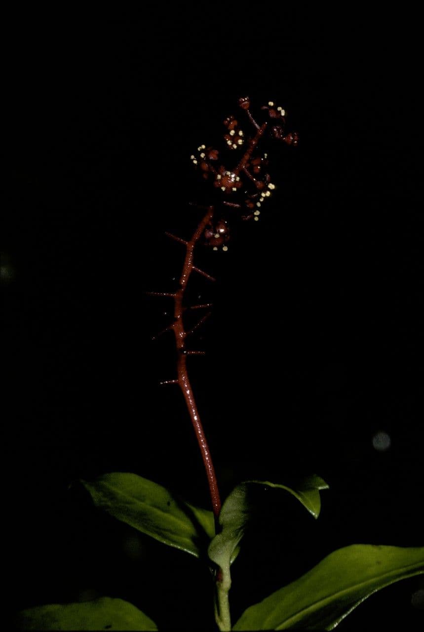 Griselinia 8