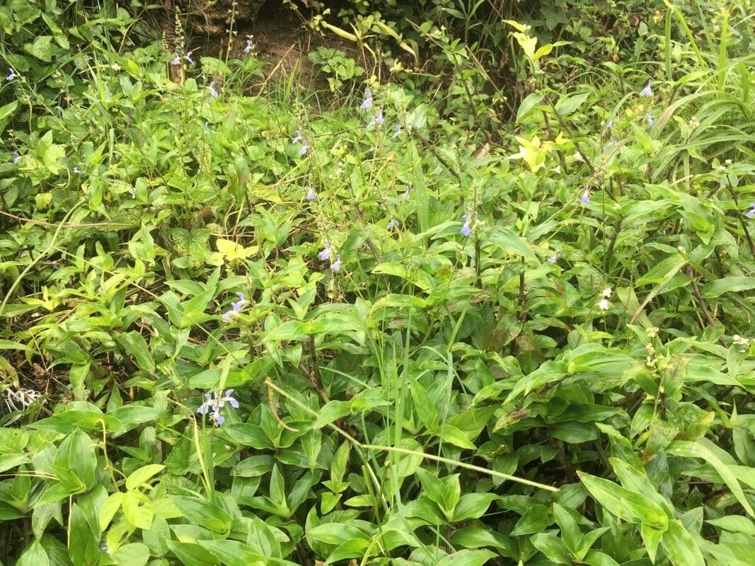 Salvia 7