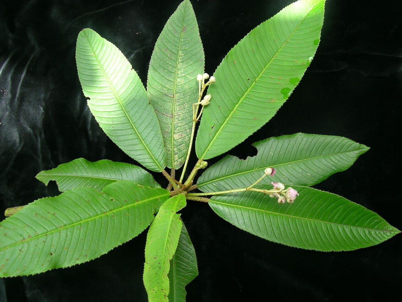 Saurauia 10